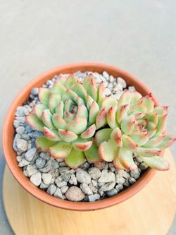 Echeveria Mebina ( Korean succulent plant ) in 6’ terracotta pot