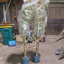 Decorative Golden Trees. 6' 3" Tall