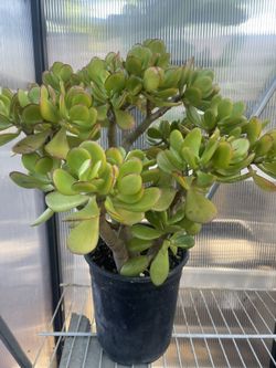 Jade Plant