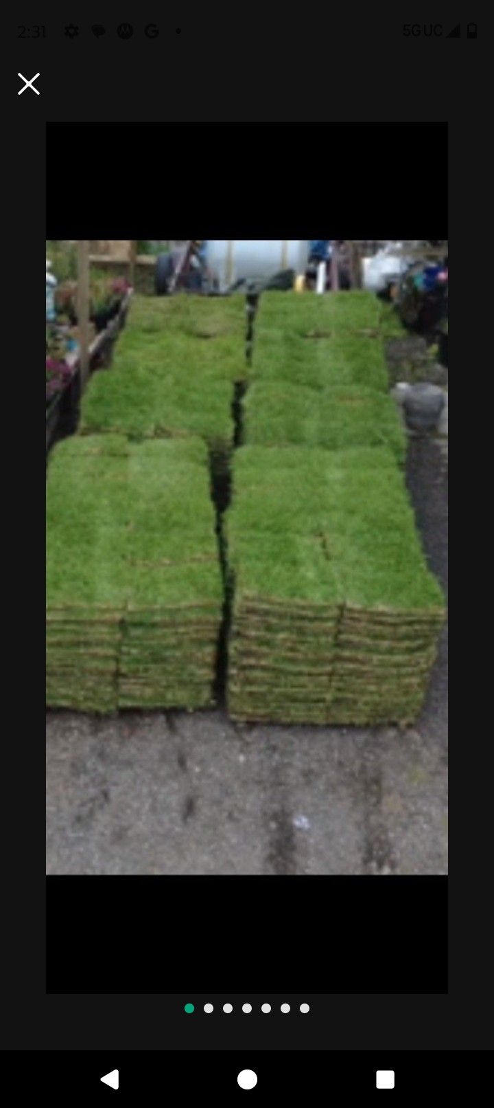 St Augustine Grass