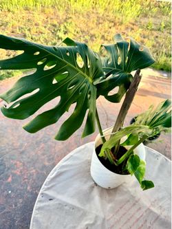 Established Monstera plant
