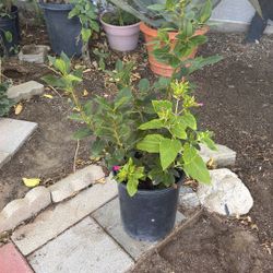 Planta