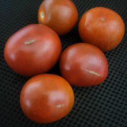 Rare Organic Black Heirloom Tomato Plants! 2025 SEASON RELEASE! Available now!