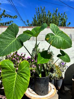 Elephant ear plant