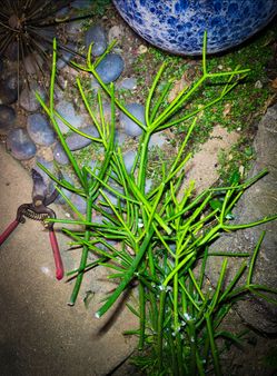 FREE Pencil Cactus Firesticks Cuttings! 🌵