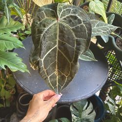Anthurium Doc Block Michelle Plant