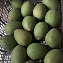 Big Avocado Organic -BÆ¡. 1.5$ Each