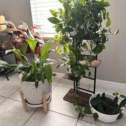 Plants And pots