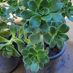 Succulents kiwi plant 