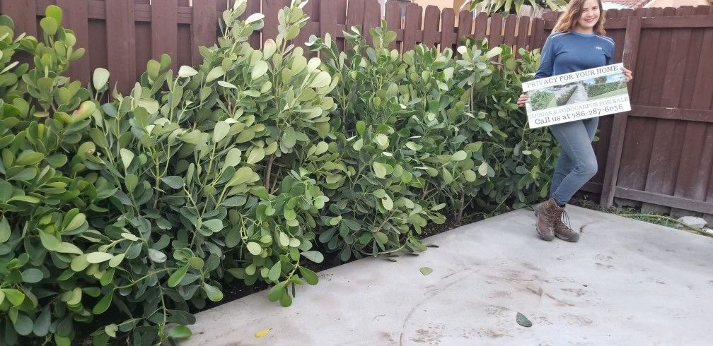 Clusias About 5 Feet Tall Foot Just $65 SALE Instant Privacy Plants Green Fencing Privacy Hedges Home & Garden