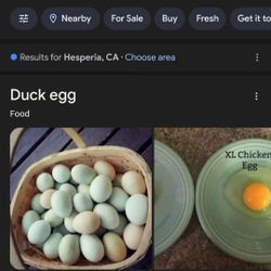 Eggs