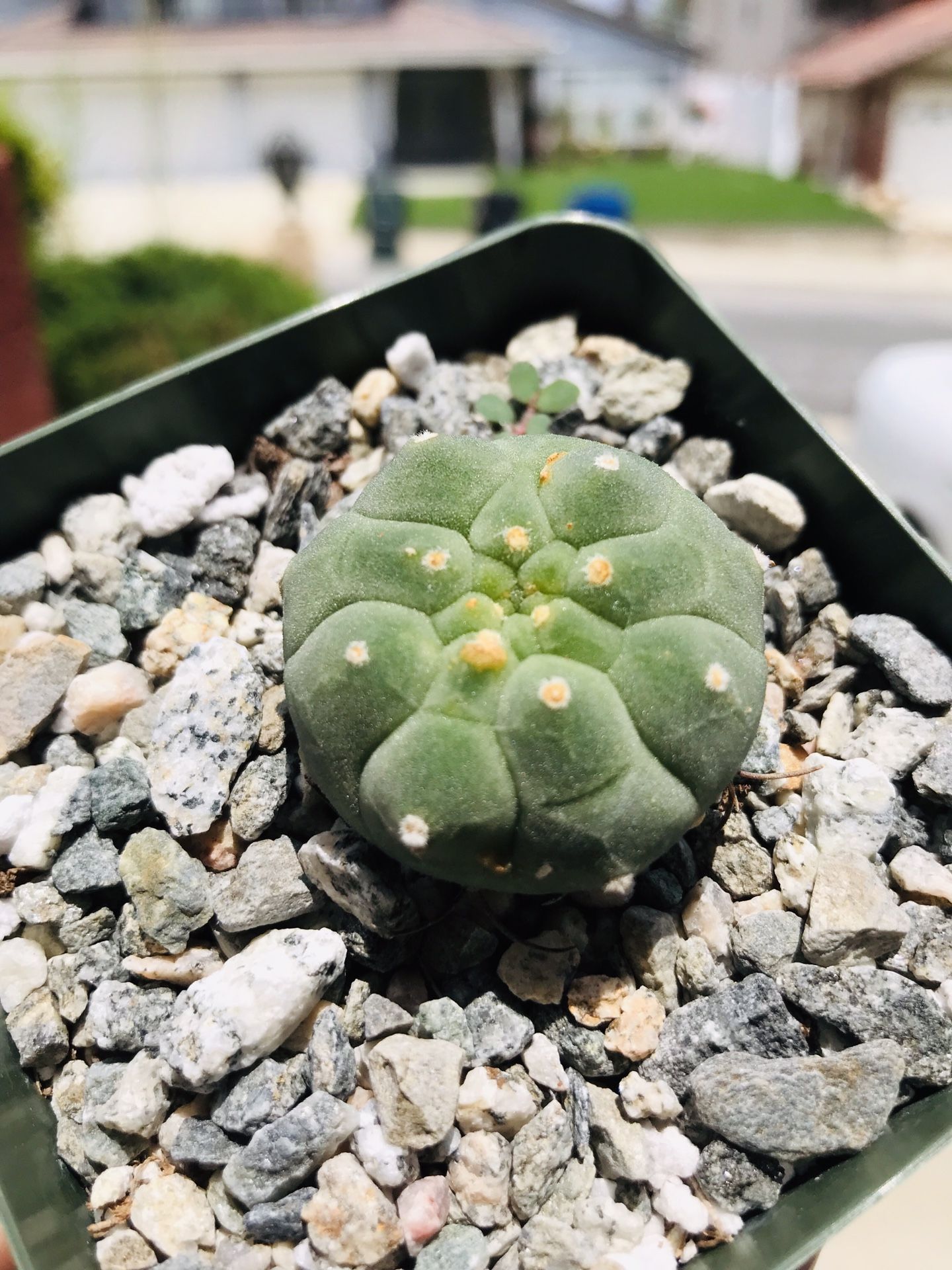 Matucana madisoniorum(Cactus)