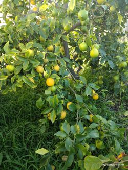 Organic juicy lemon
