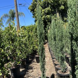 Cypress Hedge