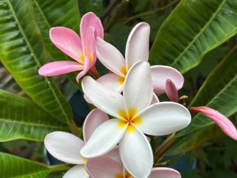 Pink plumeria cutting