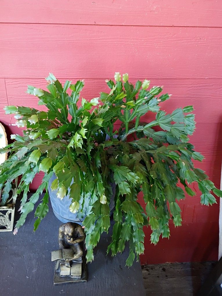 LOVELY PLANT/ CACTUS CHRISTMAS