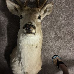 Elk Head 
