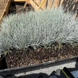 Blue Fescue Grass (Fescua glacua)
