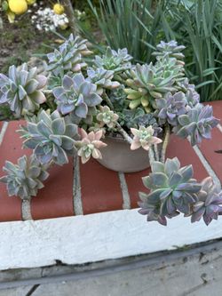 Ghost Succulent Plant 