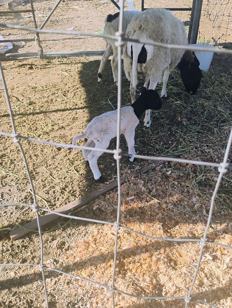 Farm