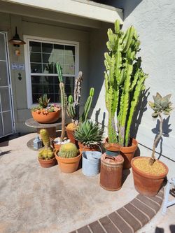 Cactus and succulents