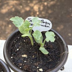 Sugar Baby Watermelon Seedling plant