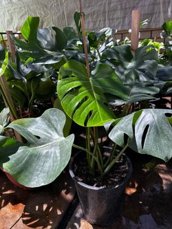 Monstera plants