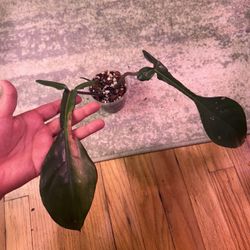 Live Plant Joepii