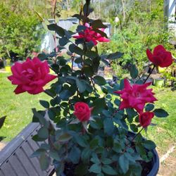 Rosas