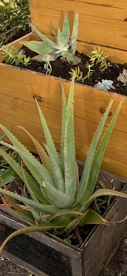 Aloe plant large in wood box