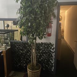 7 feet plant