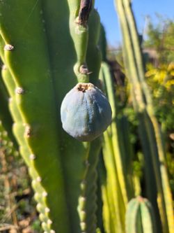 Peruvian apple cactus