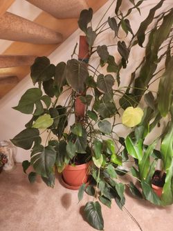 Large Monstera Deliciosa, Swiss cheese plant or split-leaf philodendron