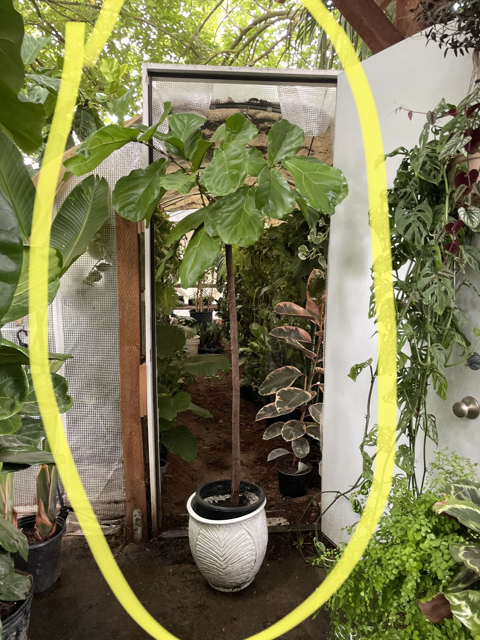 See description*~6ft super healthy fiddle leaf, exact plant; ceramic pot not included, 95820