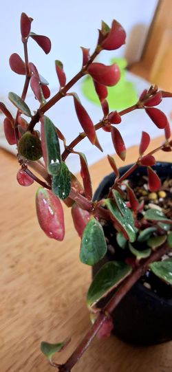Live Beautiful Peperomia vertillata red log Indoor Houseplants With 4 inch plastic pots each $10