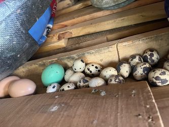 Fresh Coturnix Quail Eggs