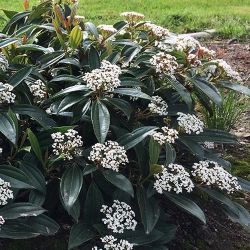 David’s Viburnum (Davidii) Evergreen Bushes —