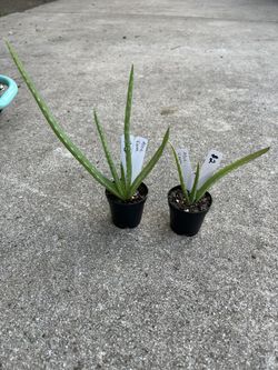 Aloe Baby Plants