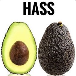 Hass avocado trees 🌳🥑🥑