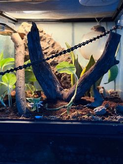 Terrarium full set up