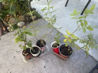 6plants(番茄,葡萄,百香果,番石榴,艾草)