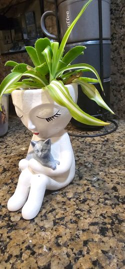 Planta decorative natural