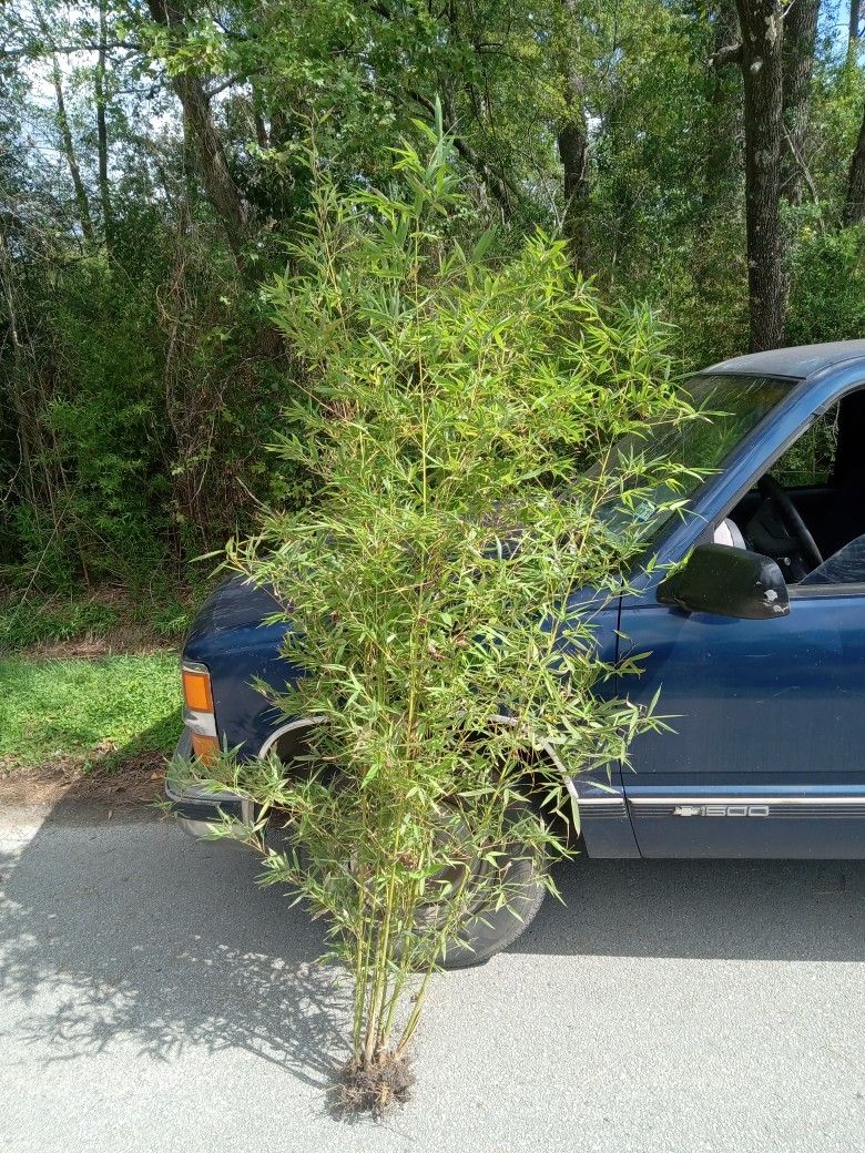 Golden Bamboo Tree SALE!!