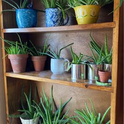 Mini, Small, and Medium, Aloe Plants for sale! 