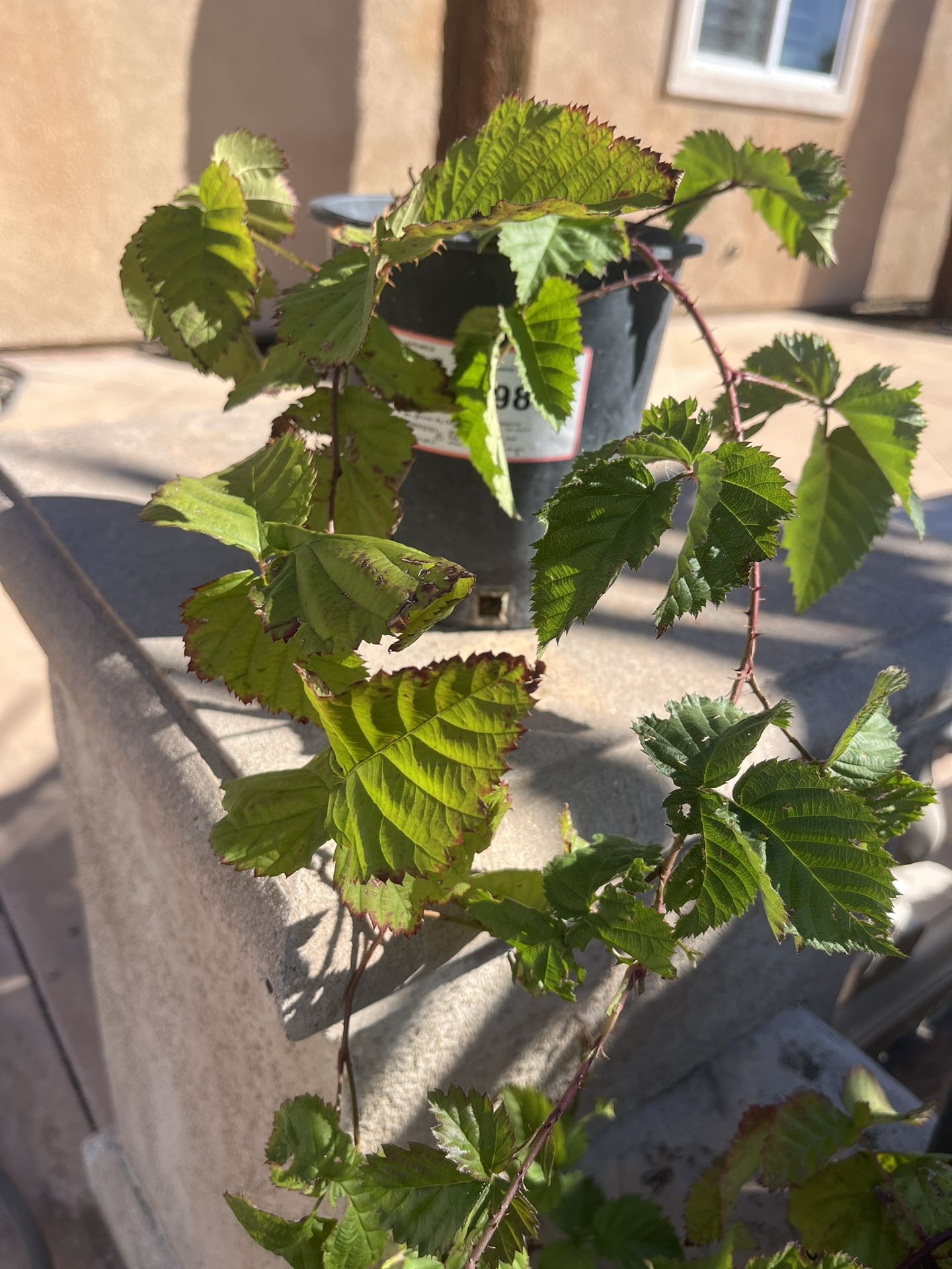 Boysenberry Plant $5 Ea.