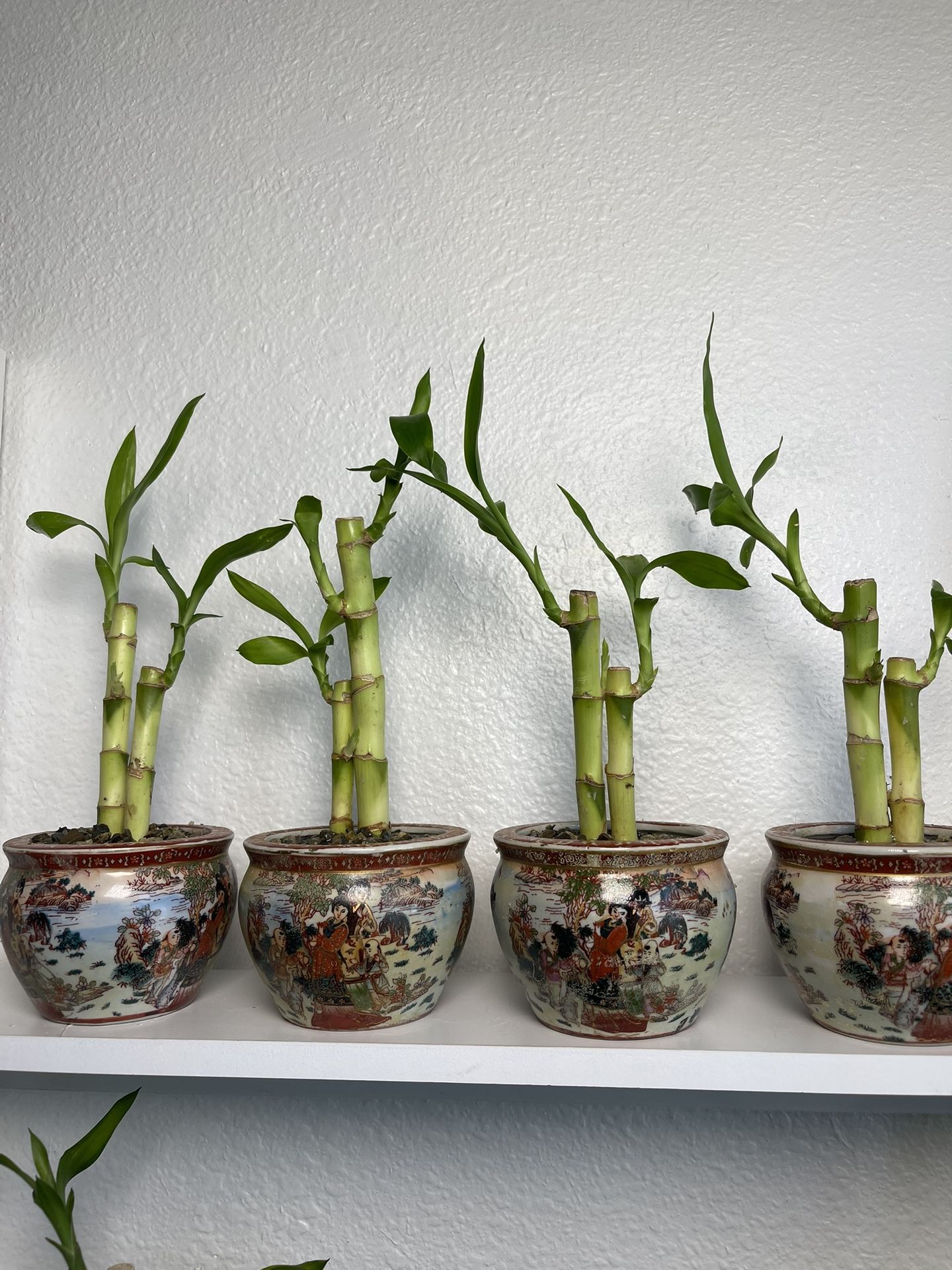 Lucky Bamboo Plants ($5 each with vase)