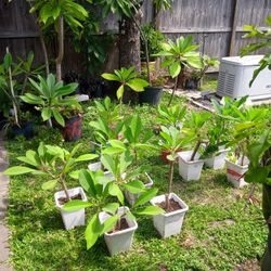 Plumeria