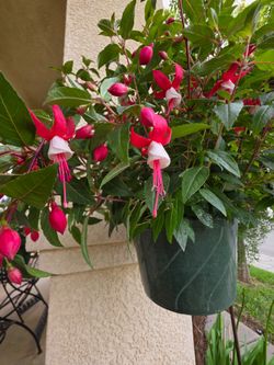 🌸🐦Fuchsia Sunbeam (Ernie)🐦🌸
