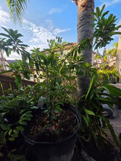 Grafted Butterscotch sapodilla in a 45 gallon container