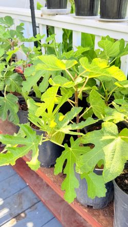 1-Gallon Fig Tree – Young Healthy Fig Plant Ready to Grow